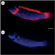 Illustration for article titled Amazing Reef Fish Glow in the Dark But Remain Invisible to Predators